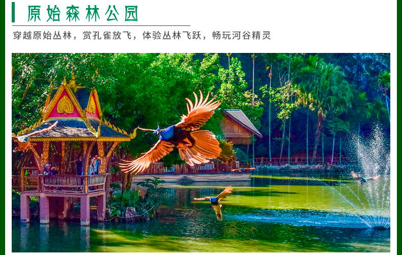 乘风破浪野象谷牧象傣族园泼水狂欢原始森林孔雀放飞勐泐大佛寺祈福