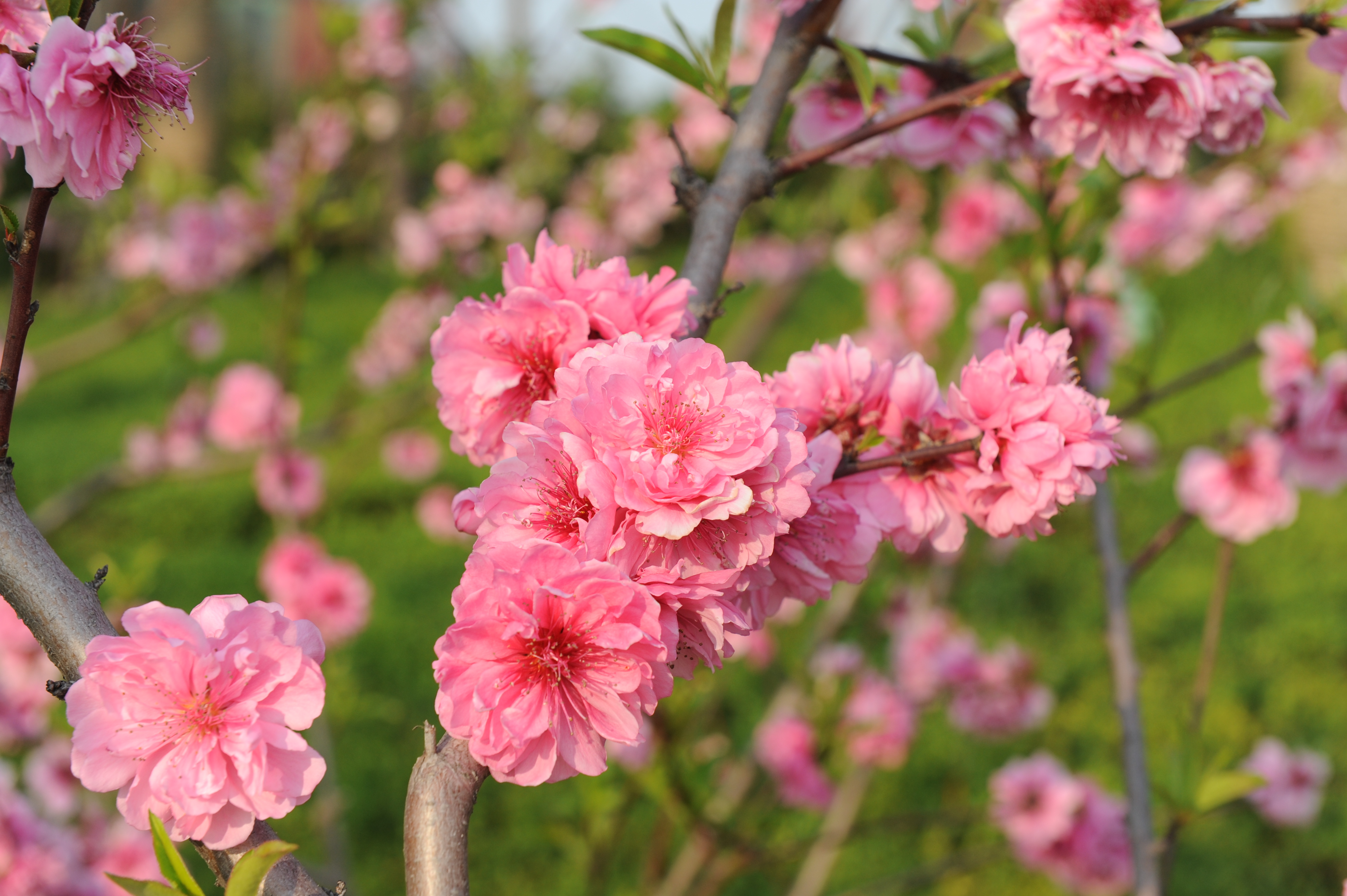 泰州凤城河桃园景区一日门票 随订随用 水上慢城