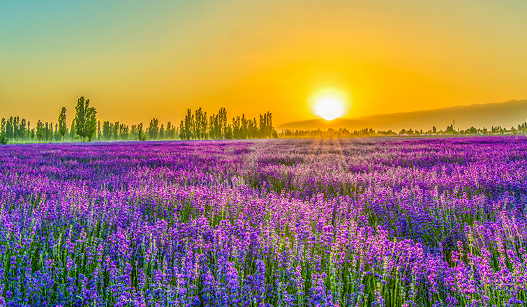 私家定制团 / 新疆8天深度游(大西洋的最后一滴眼泪 邂逅浪漫薰衣草