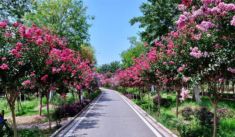 武汉紫薇都市田园门票新洲紫薇花园门票