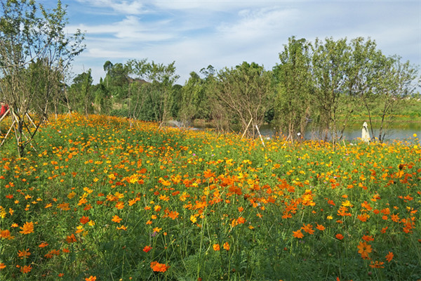 重庆美樱花海成人票快速出票当天可订未使用可退