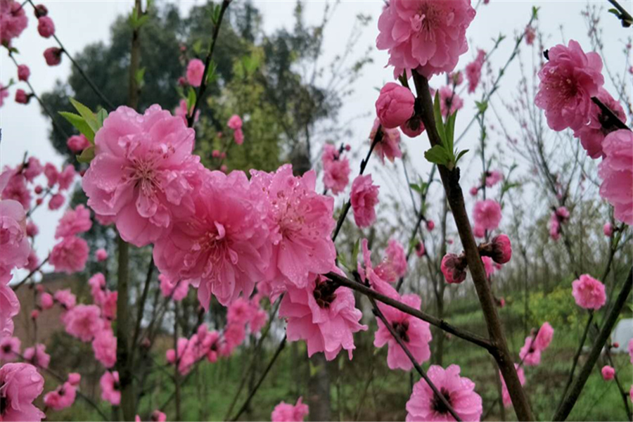 重庆美樱花海成人票快速出票当天可订未使用可退