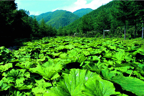 六盘山野荷谷景区电子票六盘山野荷谷景区欢迎您即买即用未用可退