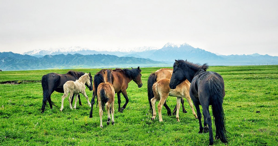 策马草原金张掖包车2日游山丹军马场扁都口七彩丹霞马蹄寺
