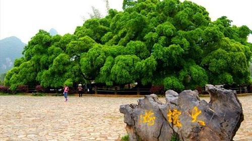 印象刘三姐新贵宾b2银子岩大榕树景区电子票