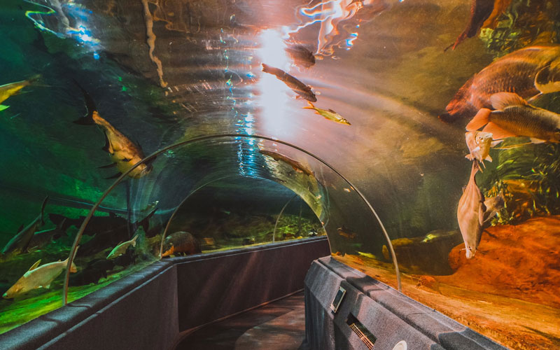 泰国清迈动物园门票水族馆熊猫馆雪城多种搭配套餐可选来自四川的国宝