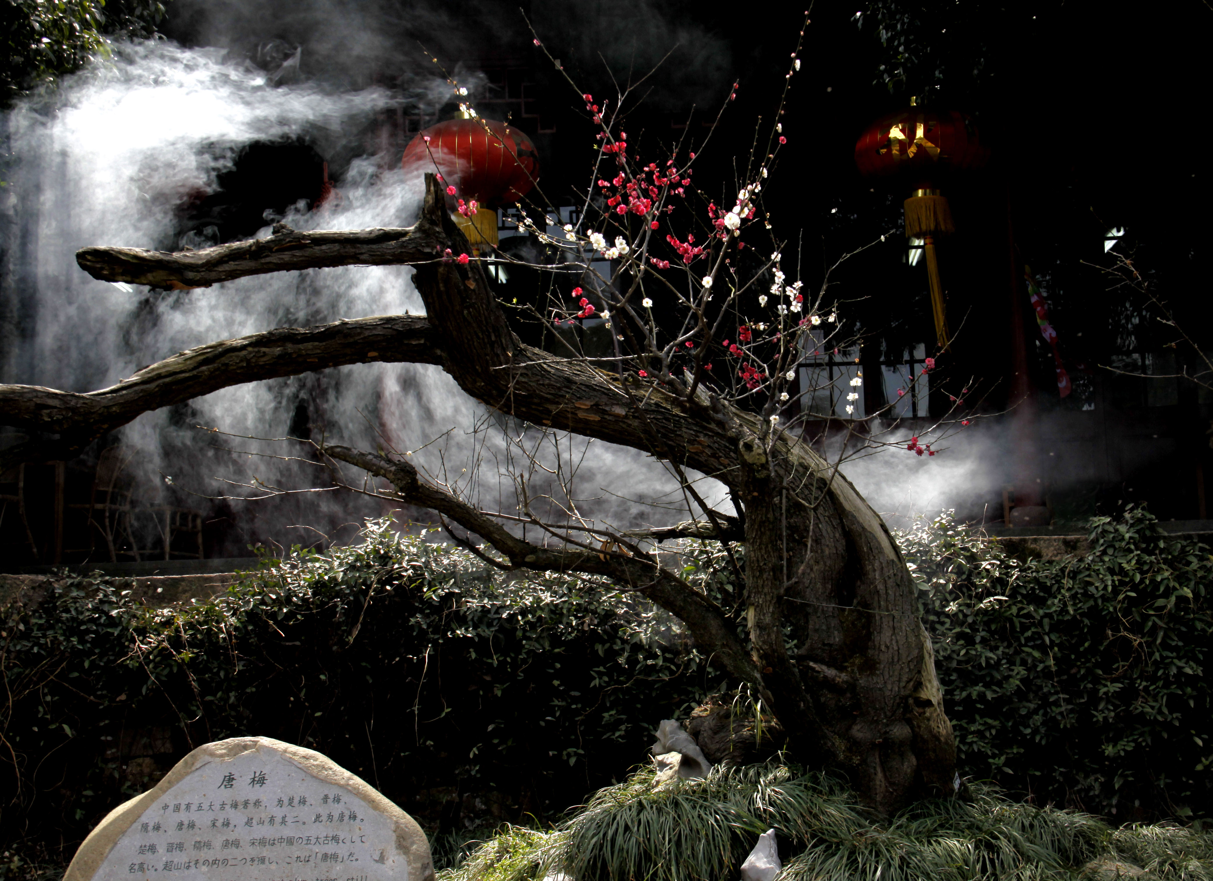 杭州超山风景名胜区景点门票十里梅花香雪海