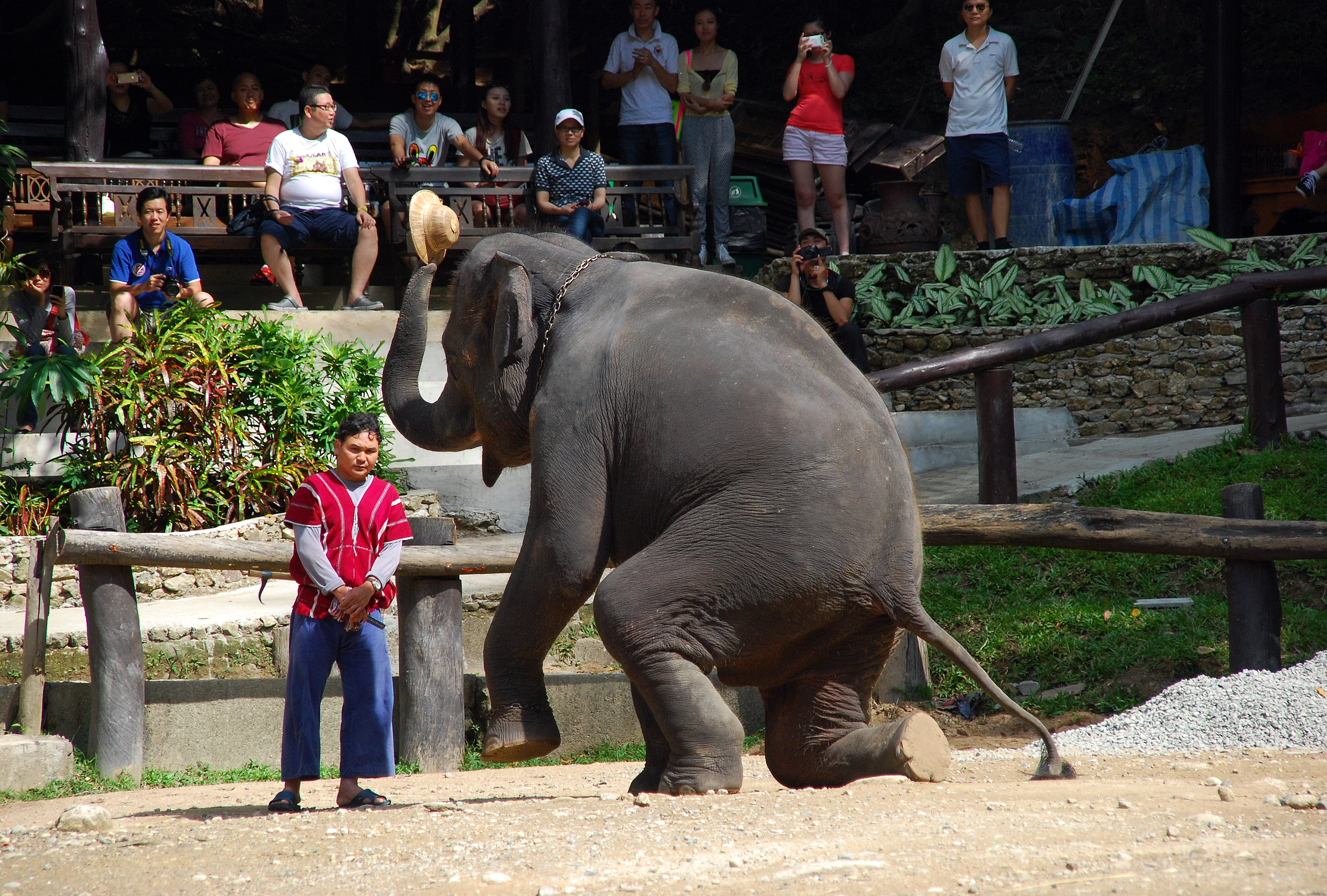 清迈博岩丛林飞跃美莎大象营丛林飞跃361平台丛林过山车美莎大象营骑