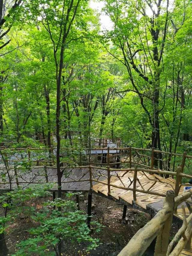 哈尔滨香炉山门票卧佛顶空中森林玻璃栈道热气球云霄飞索有氧登山网红