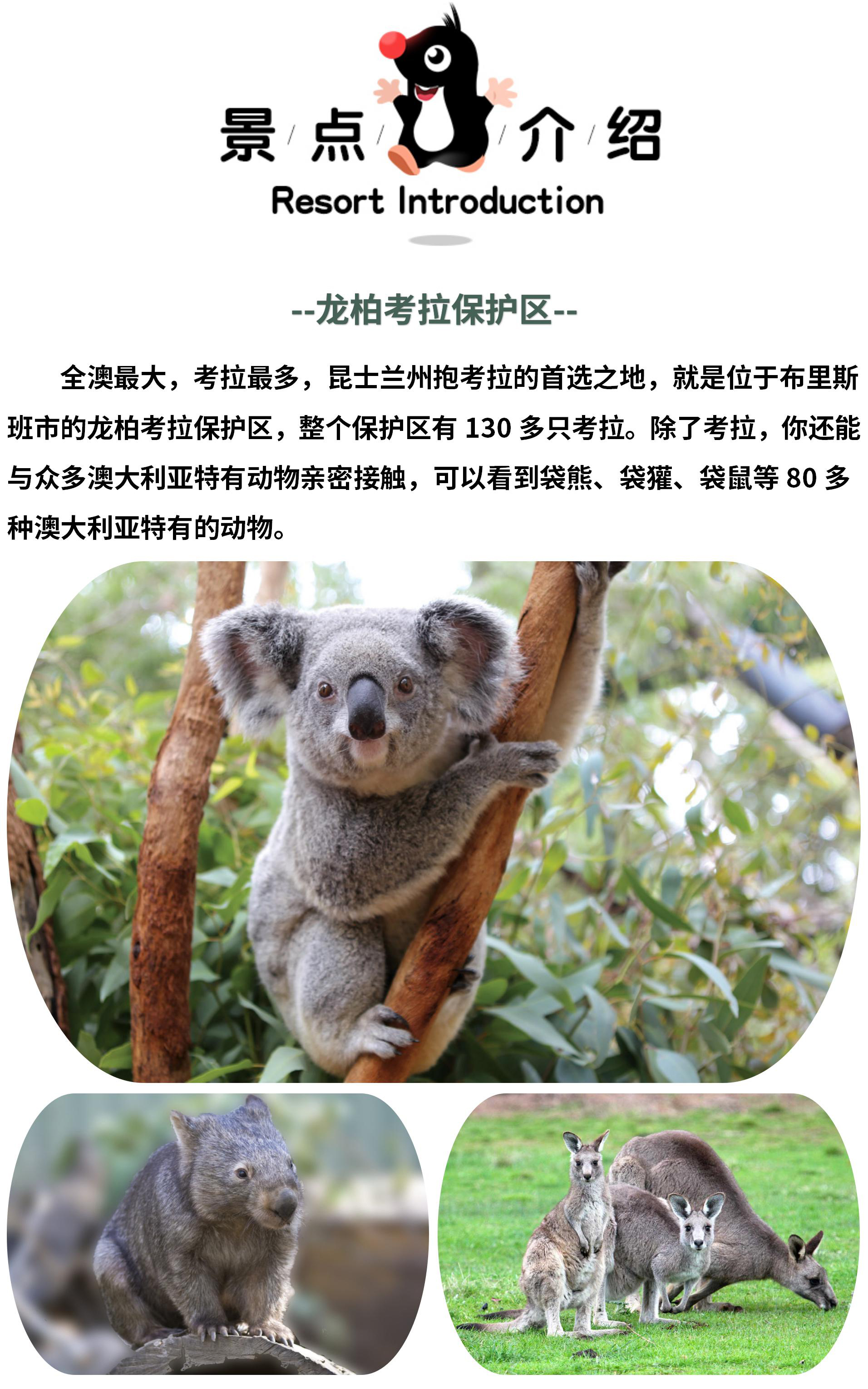 亲子游布里斯班龙柏考拉保护区门票看遍澳洲珍稀野生动物与萌物亲密