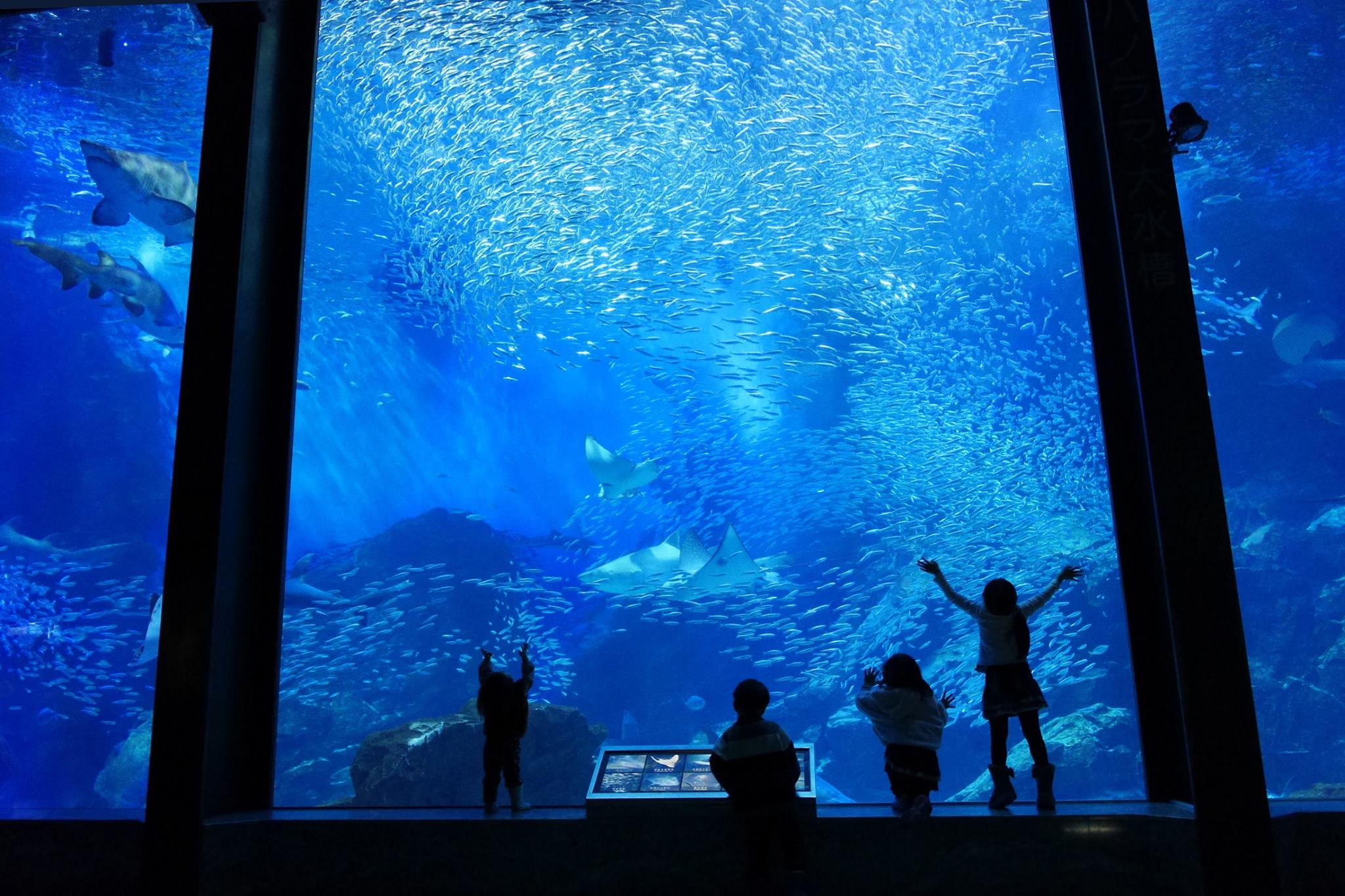 日本福冈海中道海洋生态科学馆门票(亲子玩乐/海豚表演)