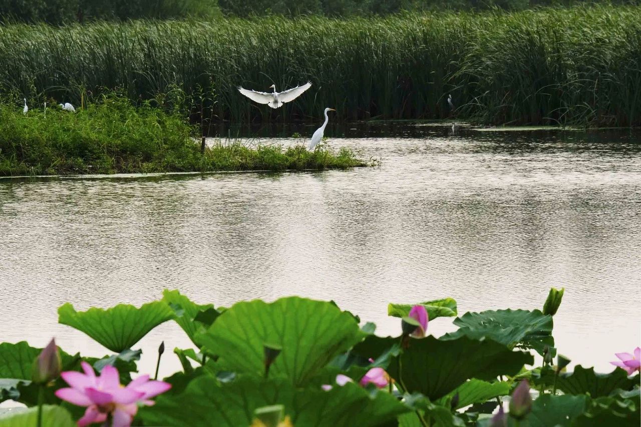 铁岭莲花湖湿地公园电子票铁岭莲花湿地公园欢迎您即买即用未用可退