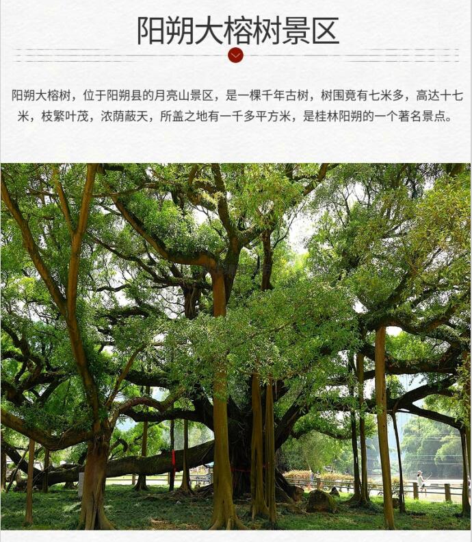 桂林王城独秀峰景区阳朔大榕树景区