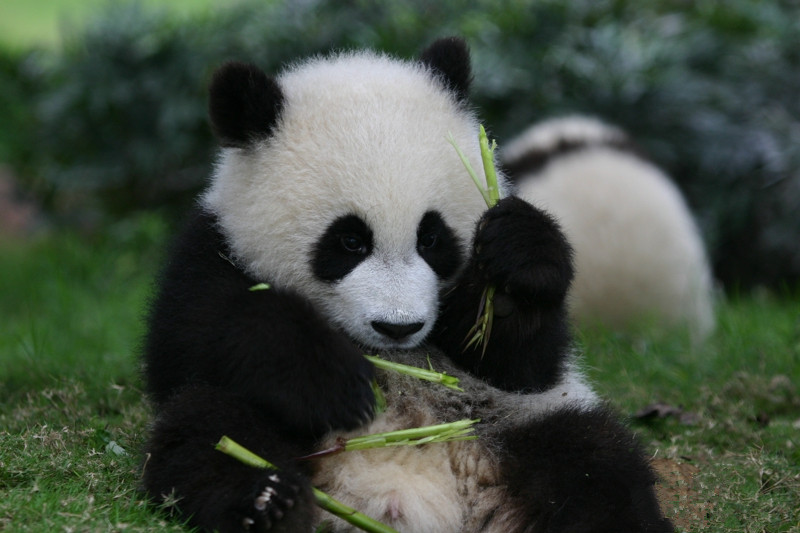 游玩内容:里面有熊猫跟小熊猫这两个种类之分,熊猫按年龄段来分区饲养