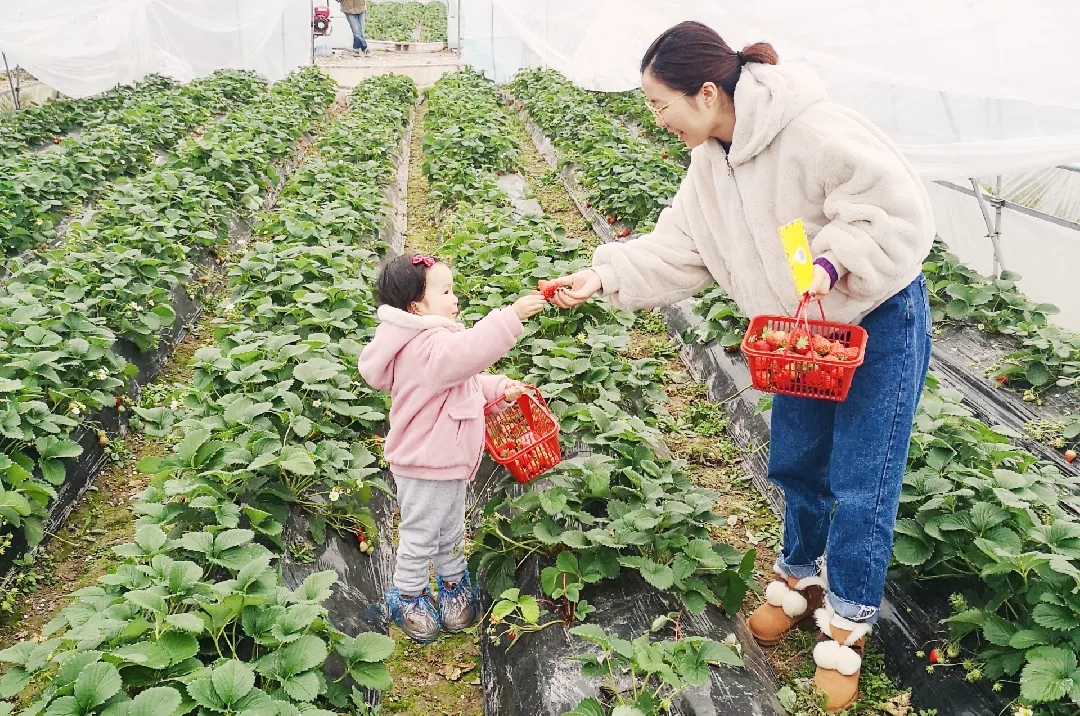 水果采摘亲子护照嘉兴2020水果采摘亲子活动陪伴孩子周末出游畅吃鲜果