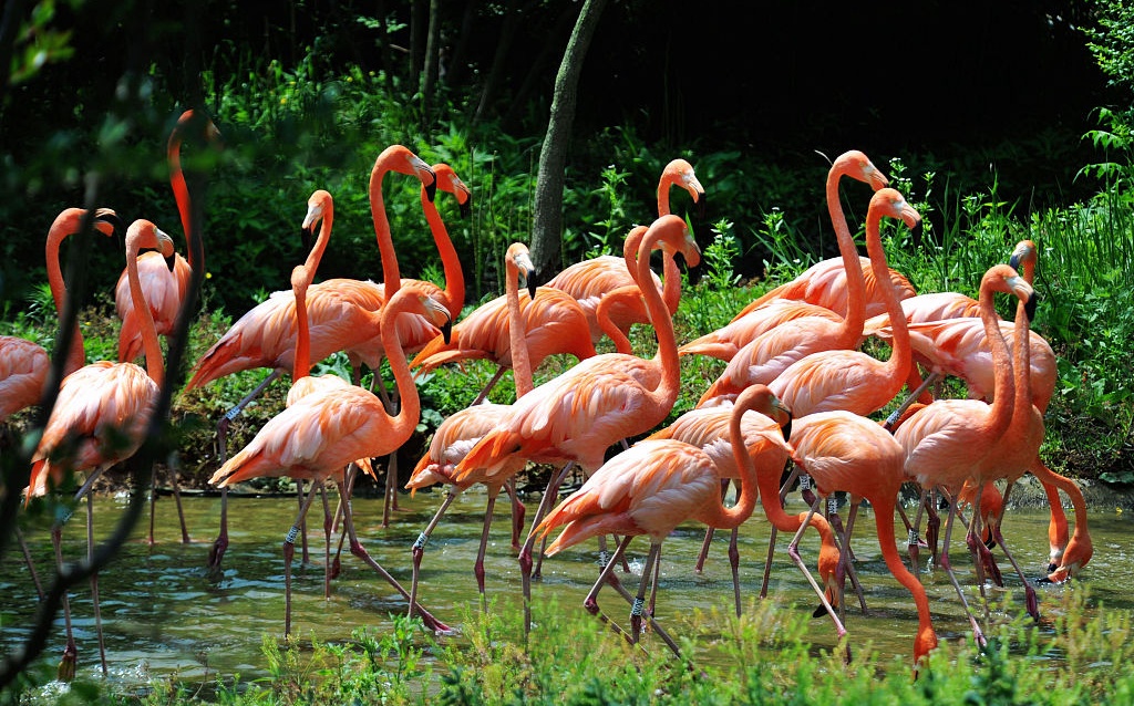 青岛森林野生动物世界电子门票 (直接扫码入园)