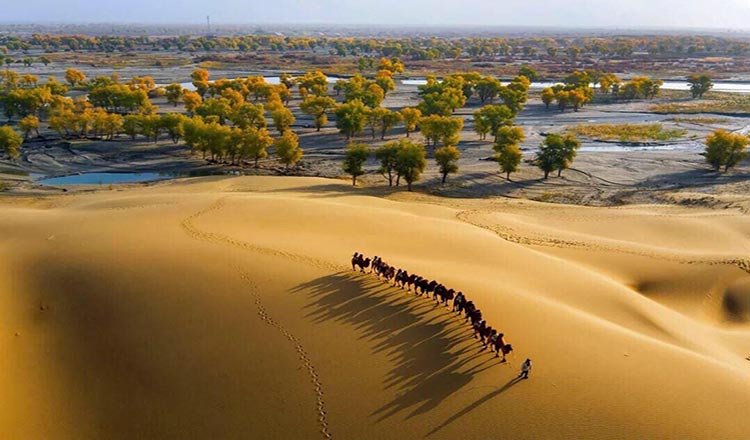 库车出发轮台塔里木胡杨林公园一日游