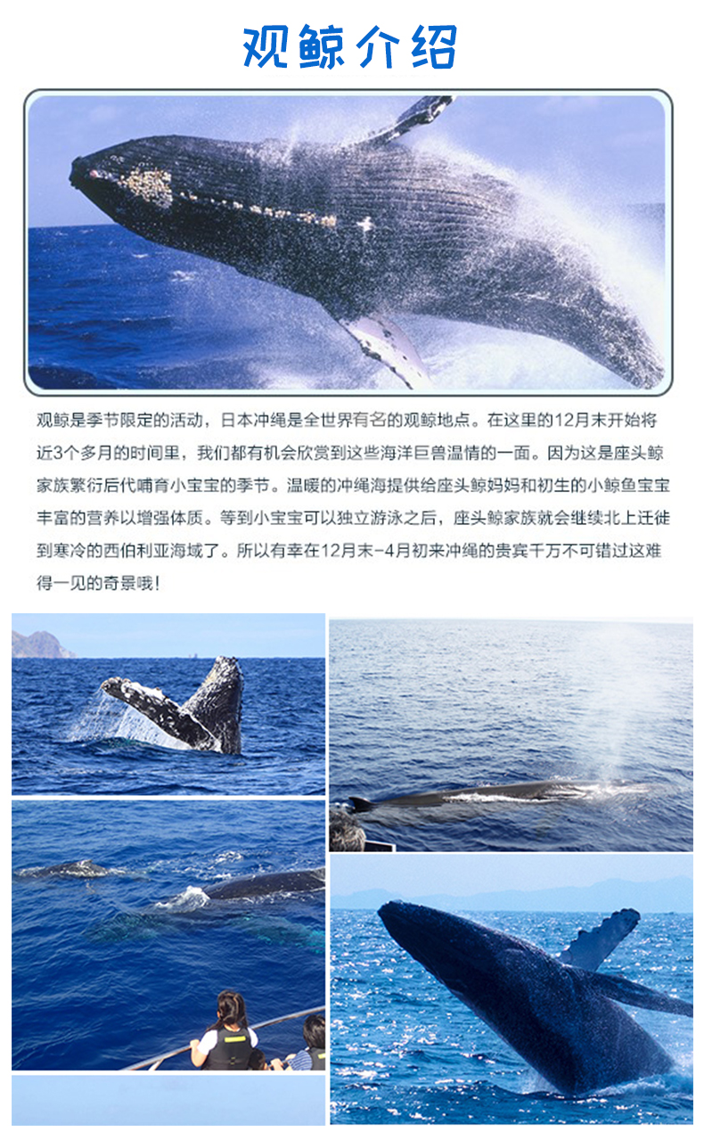 接送中文讲解赠精美小礼物高速游轮出海鲸鱼出现率达98看不见可退款