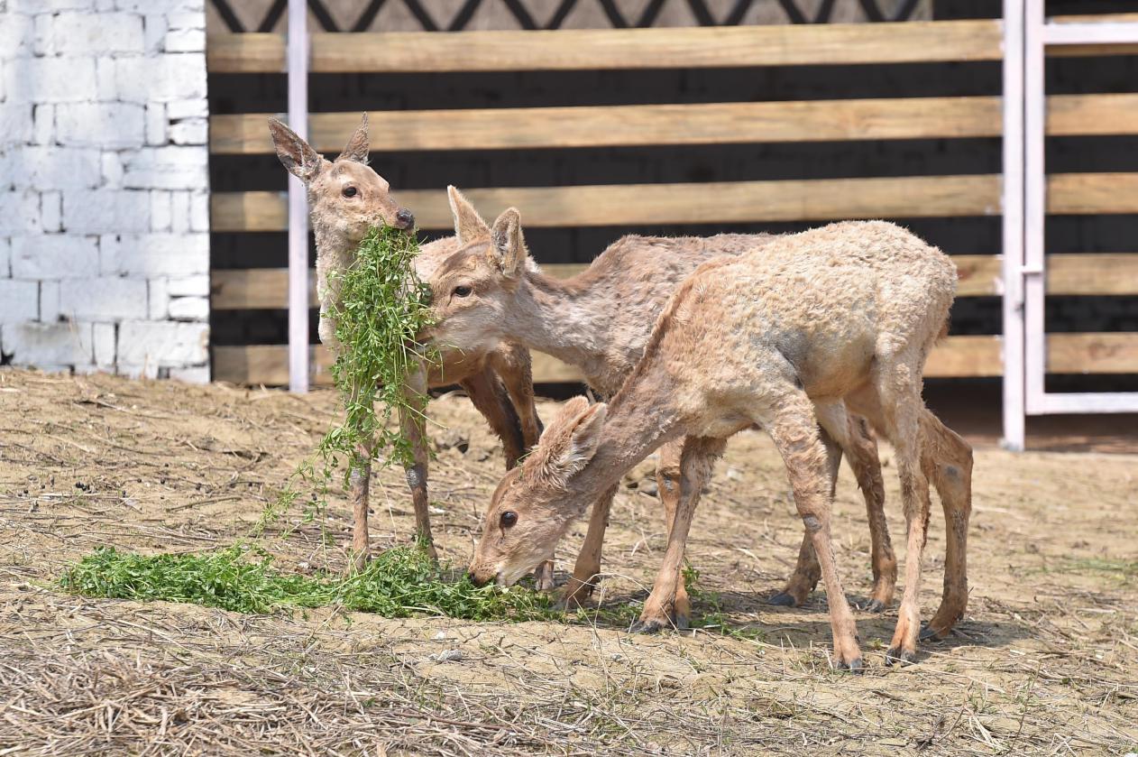 近距离亲近梅花鹿,让小朋友在趣味的自然课堂中科普梅花鹿生活习性