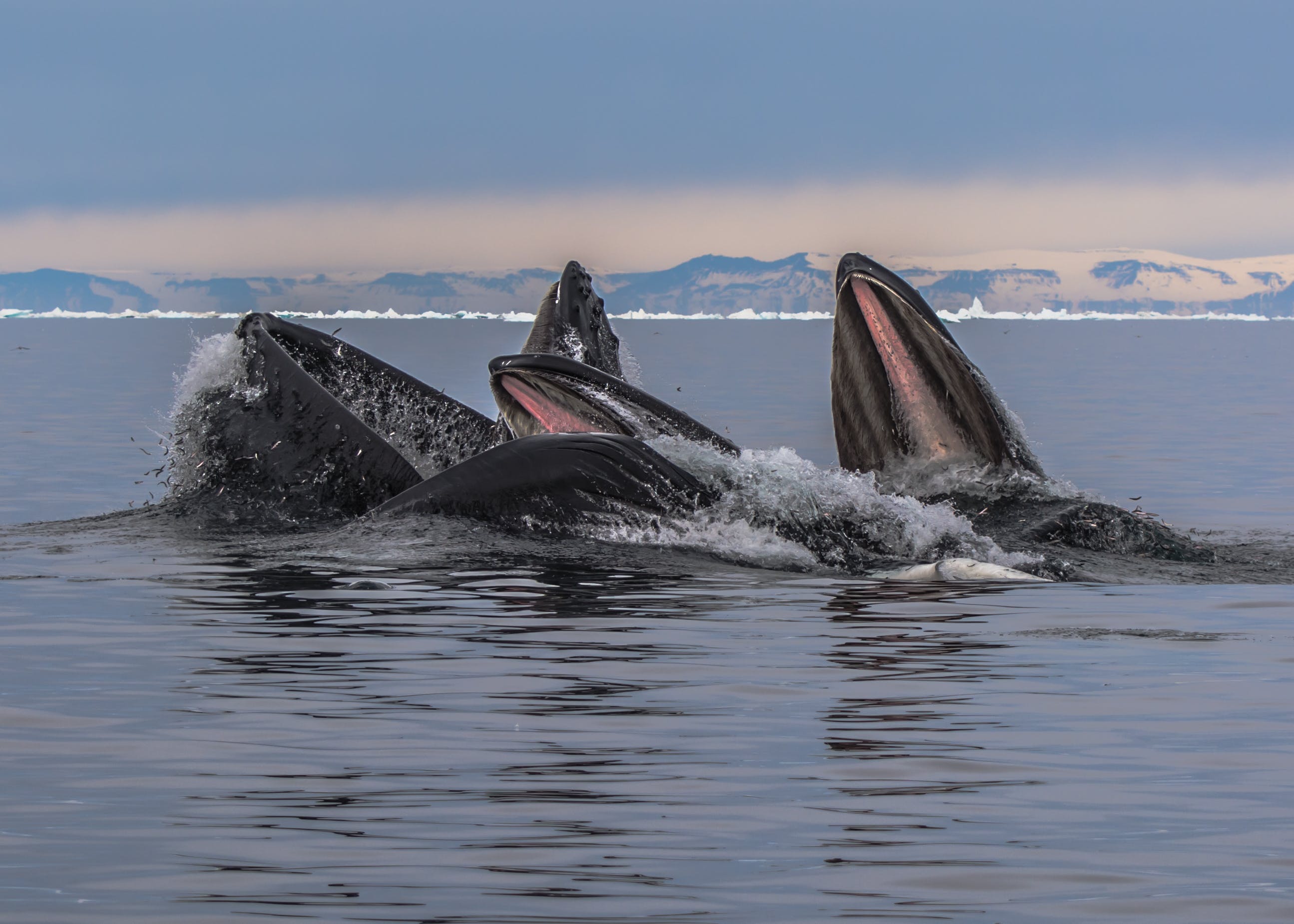 格陵兰伊卢利萨特ilulissat迪斯科湾diskobay出海观鲸专业向导赏鲸