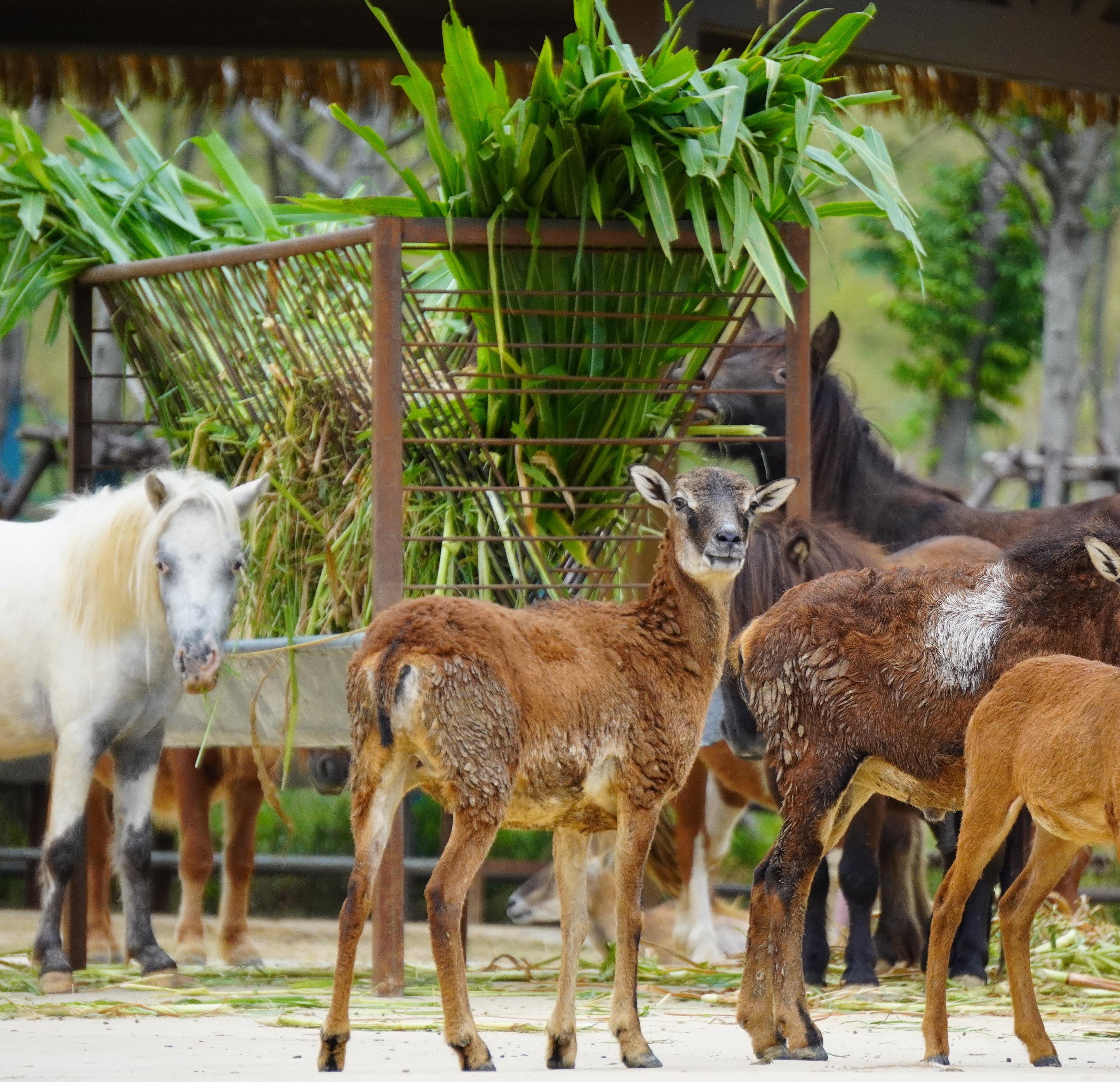 南京金牛湖野生动物王国门票南京金牛湖动物园 ,马蜂窝自由行 - 马