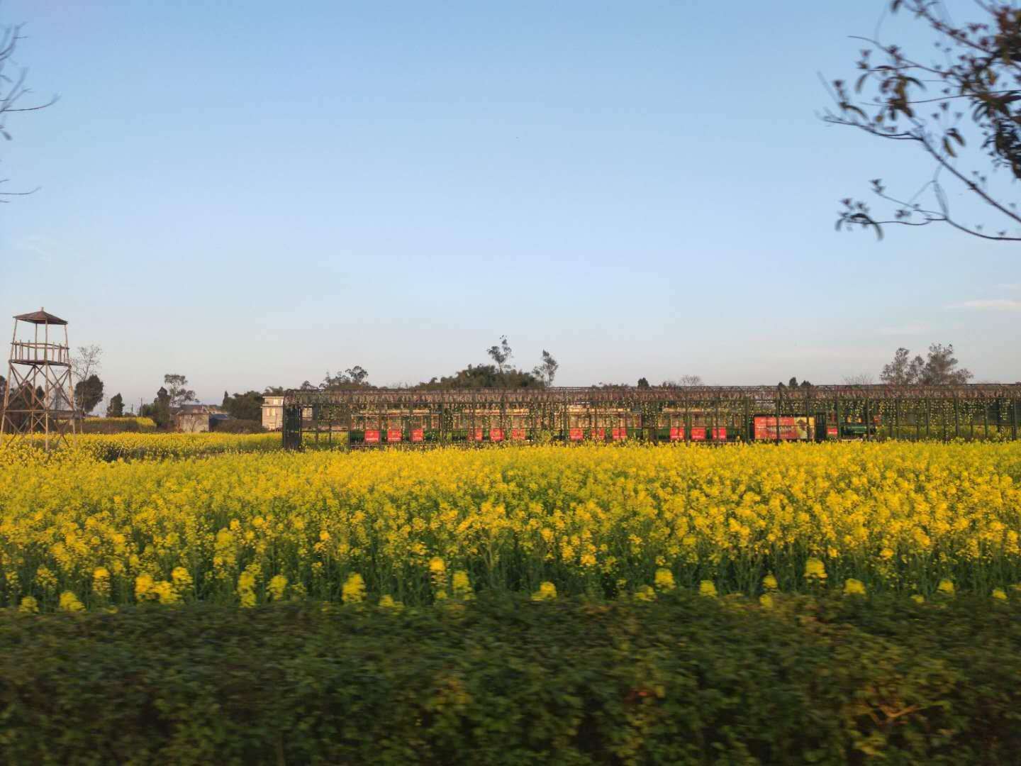 潼南崇龛镇油菜花节门票