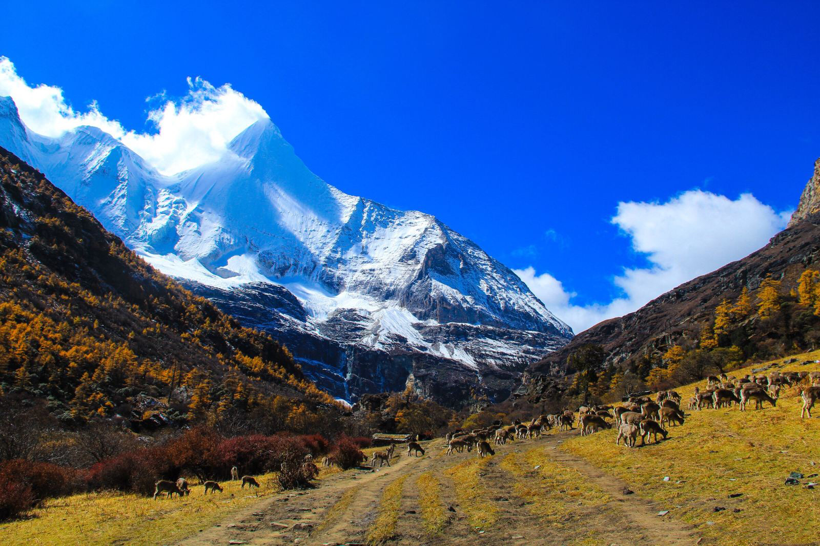 稻城亚丁景区门票 园内交通(壮丽神圣的雪山 辽阔的草甸 五彩斑斓的