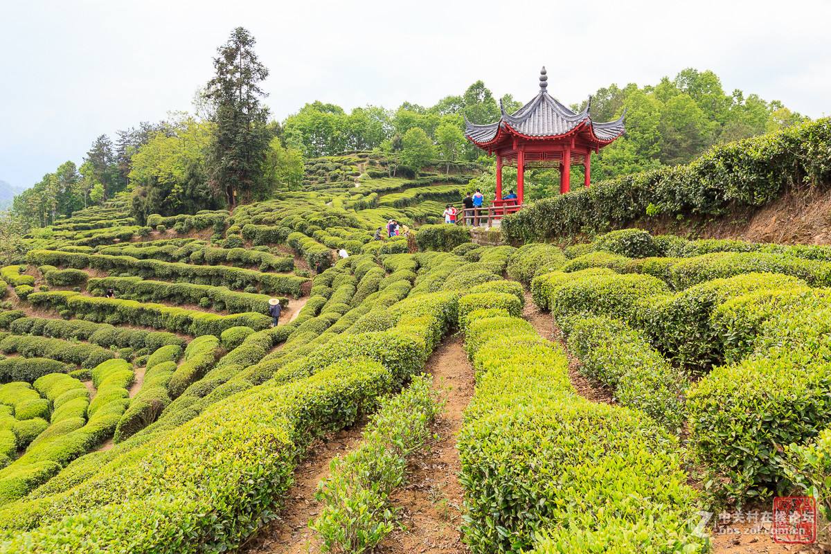 【全民旅游季】陕西旅游 西安周边游 汉中西乡茶园 骆家坝 樱桃采摘2