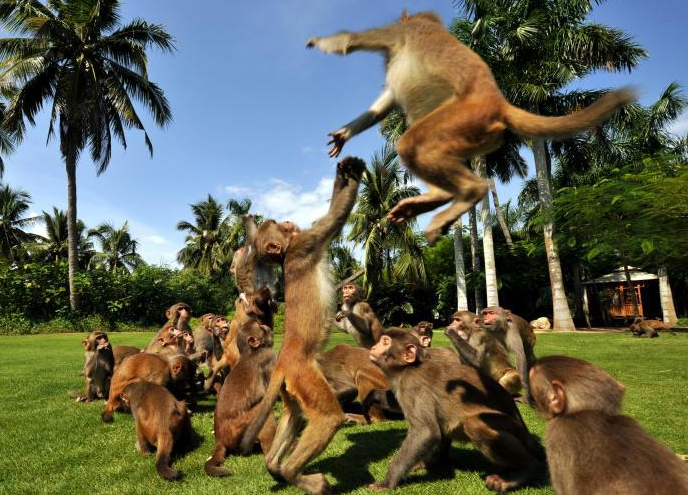 海南南湾猴岛景区门票