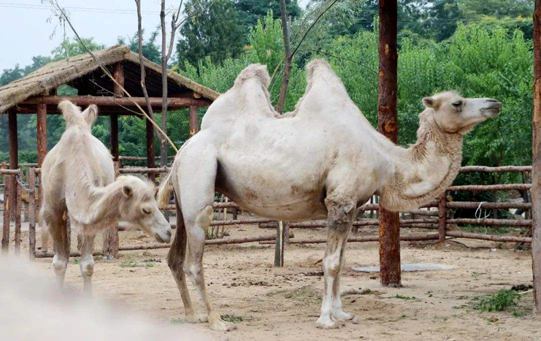 山西汾阳贾家庄民俗动物园门票动物园恐龙世界组合套票提前1小时预订