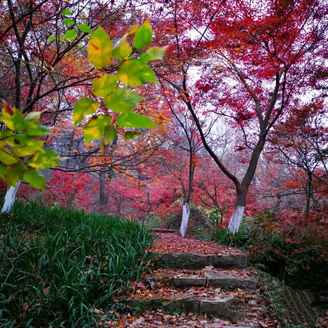 南京栖霞山风景区门票电子票赏秋叶必打卡扫码快速入园无需取票