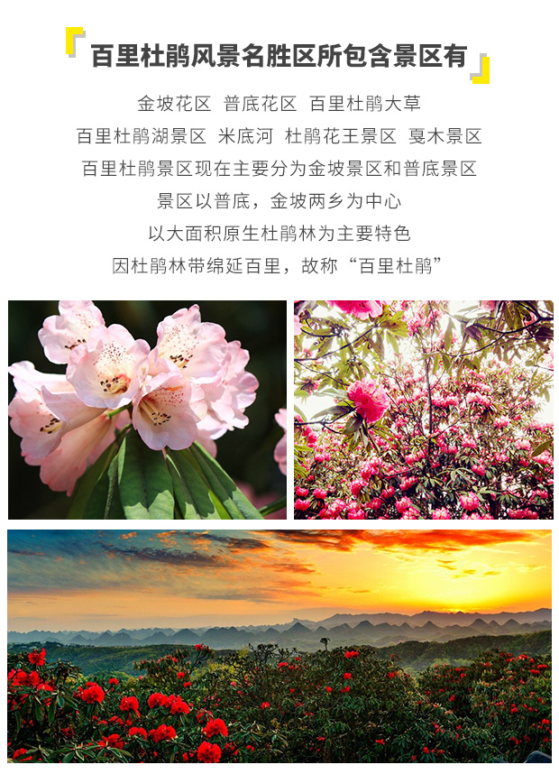 贵州毕节百里杜鹃门票( 地球彩带 原生态杜鹃林带 俯瞰花海 养身福地)