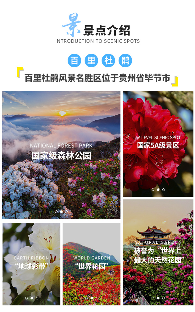 贵州毕节百里杜鹃门票( 地球彩带 原生态杜鹃林带 俯瞰花海 养身福地)