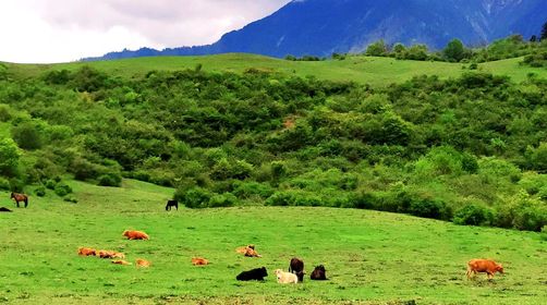 成都卧龙熊猫坪一日游轻徒步周末出行含进山卫生费高山大草甸走进熊猫