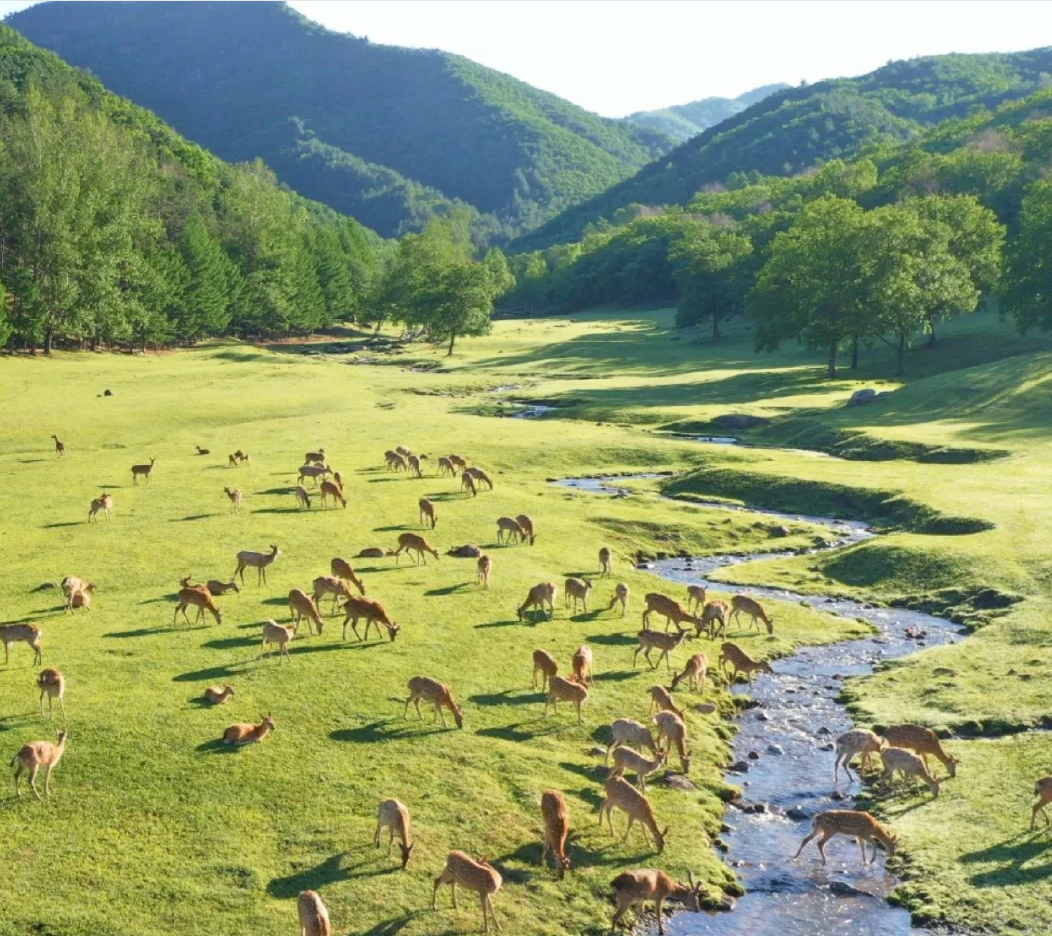 黑龙江伊春金山鹿苑门票,马蜂窝自由行 - 马蜂窝自由行