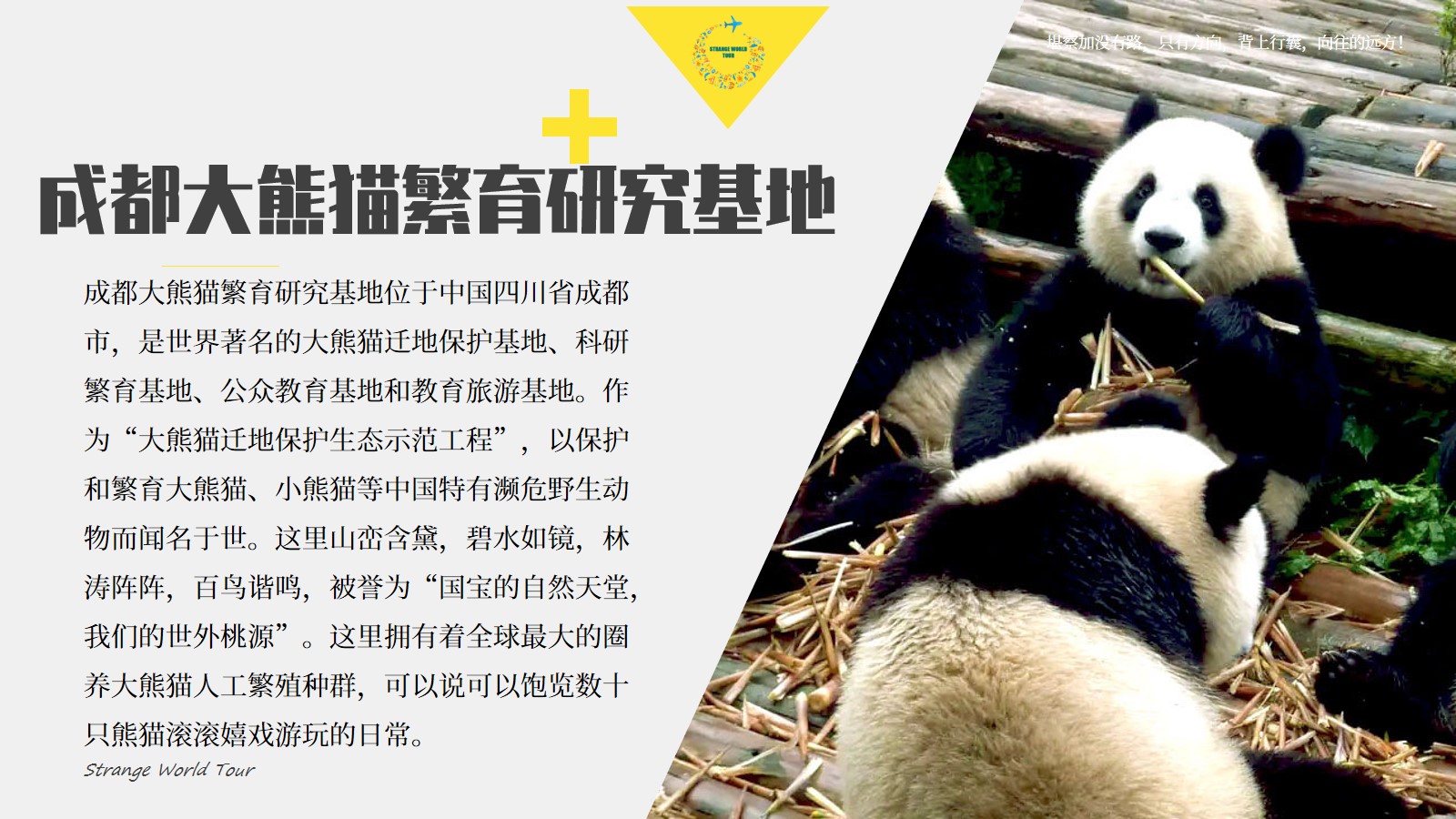 成都大熊猫繁育研究基地门票出示身份证入园