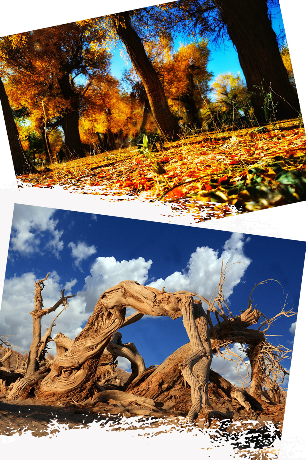 库车出发轮台塔里木胡杨林公园一日游