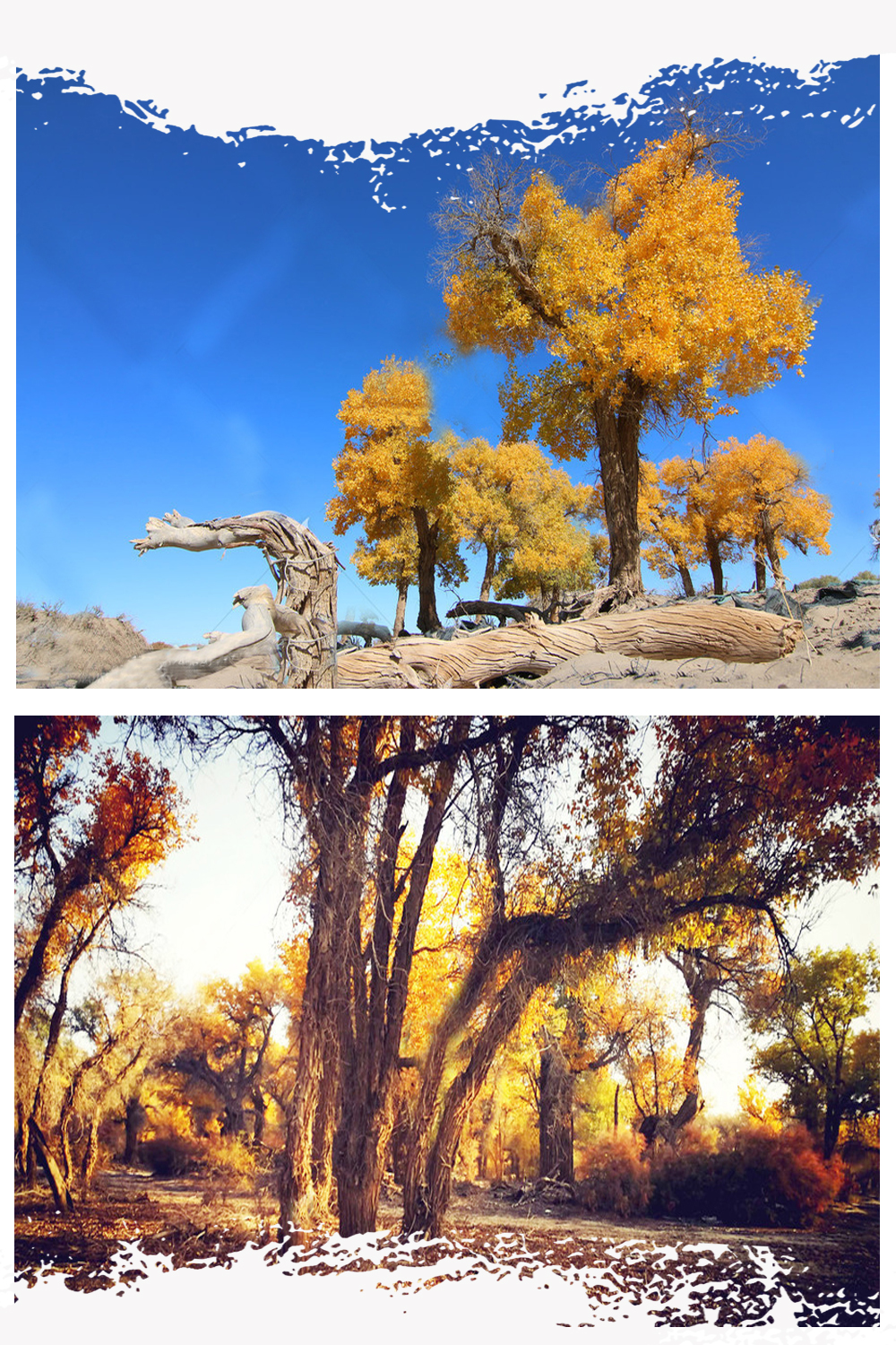 库车出发轮台塔里木胡杨林公园一日游