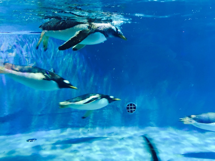 广州正佳极地海洋世界门票可选日场票夜场票家庭票