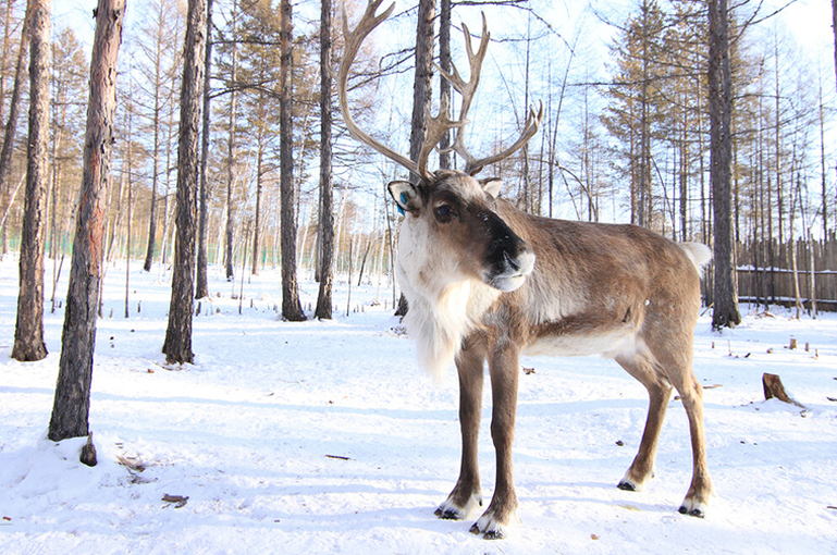 北极,北极自由行,马蜂窝北极自由行产品 - 马蜂窝自由行
