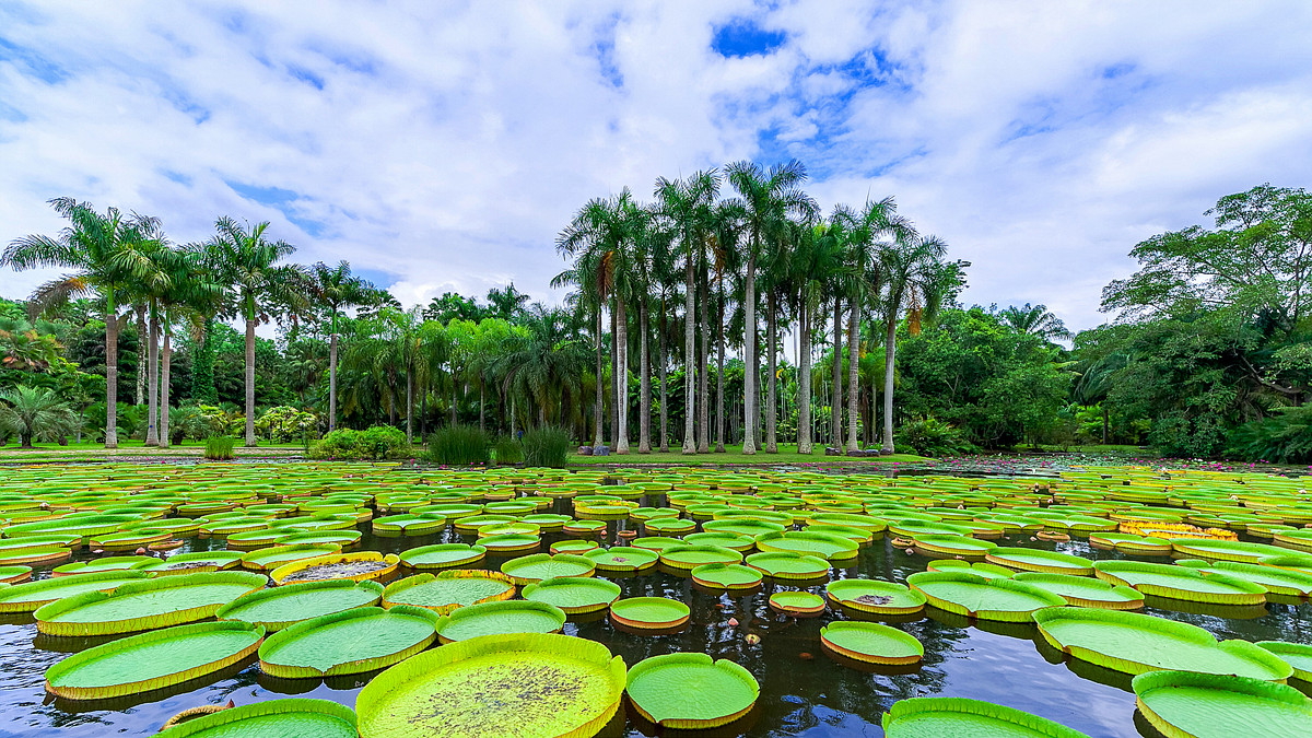 西双版纳热带雨林5日游轻奢度假之旅五星酒店野象谷原始森林公园勐仑