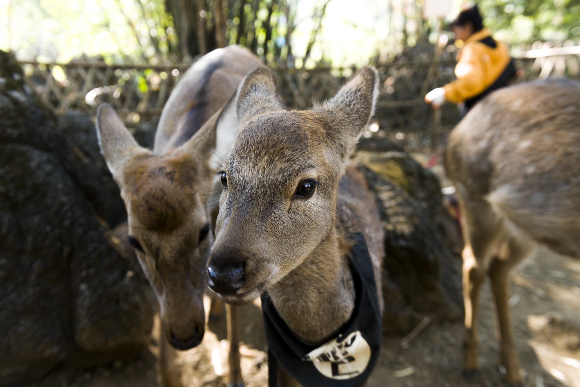 元古堆村梅花鹿场双石门景区一日游梅花鹿零距离接触亲子游好去处
