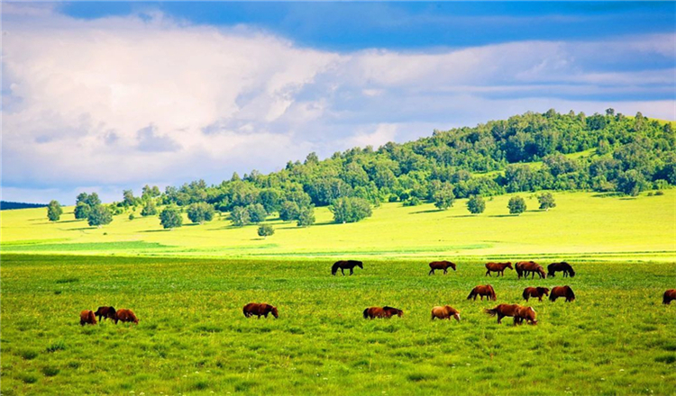 内蒙古越野车全天穿越锡林郭勒多伦草原无人区 浑善达克 多伦湖 草原