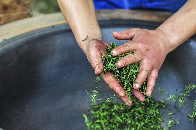 青城山当地玩乐情侣亲子青城山采茶制茶体验青城道茶观光园半日游上门