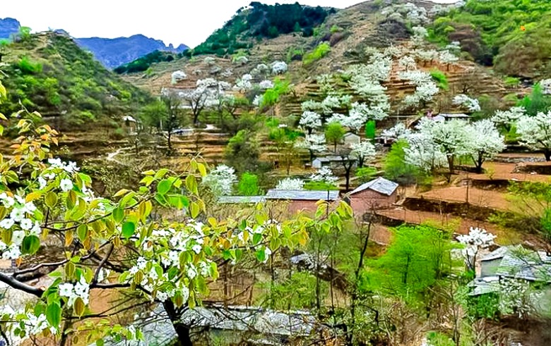 京郊房山梨花梯田一日游世外桃源茅舍疏篱谷雨时节赏大山深处梨花村