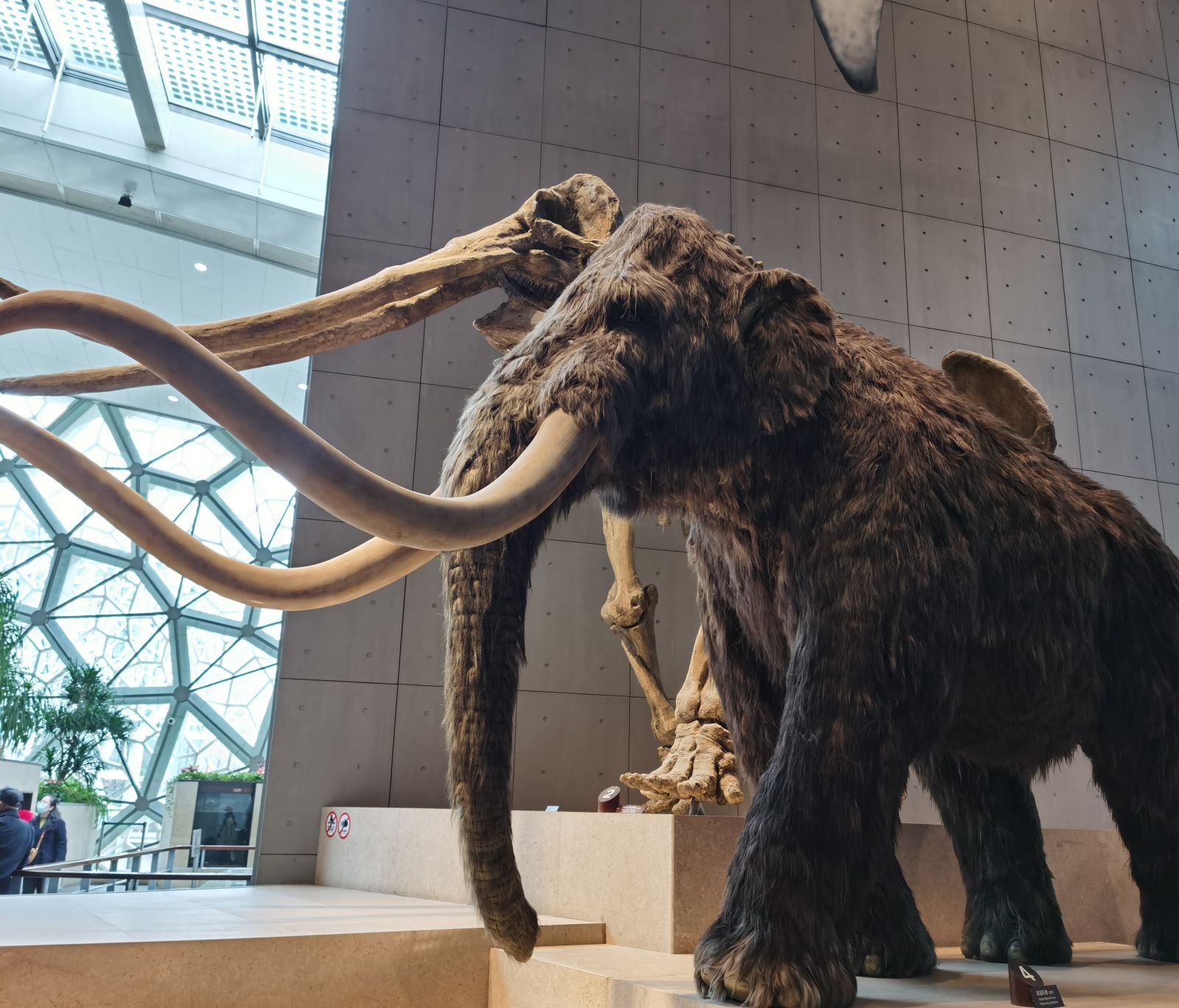 上海自然博物馆门票上海超棒亲子博物馆感受人与自然的和谐上万件标本