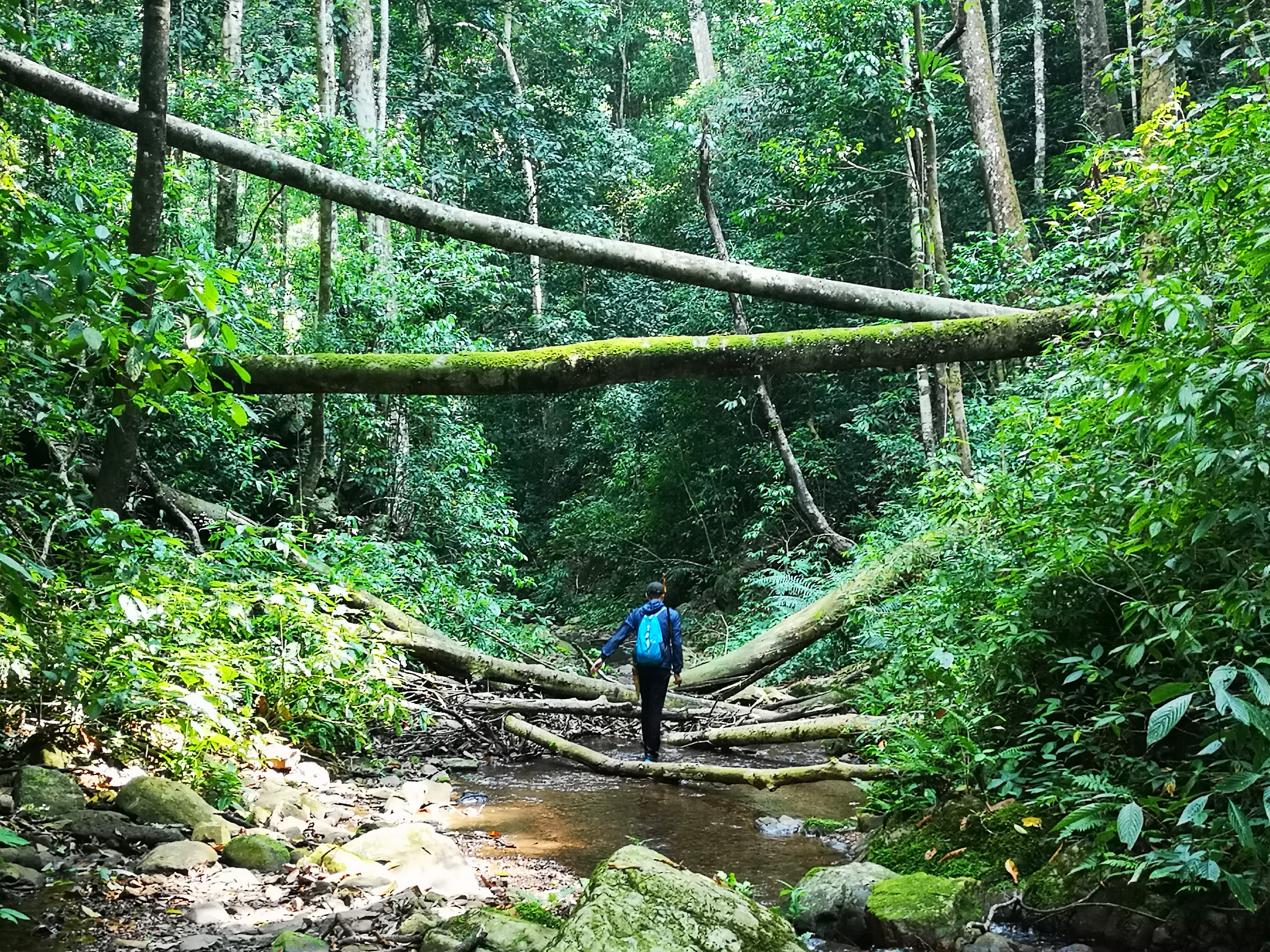淡季特惠西双版纳基诺山原始热带雨林徒步穿越深度一日游基诺山原始