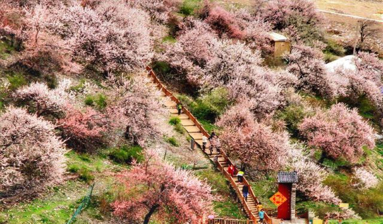 新疆伊犁大西沟中华福寿山一日游万亩野生杏花林60余种野生果树开花