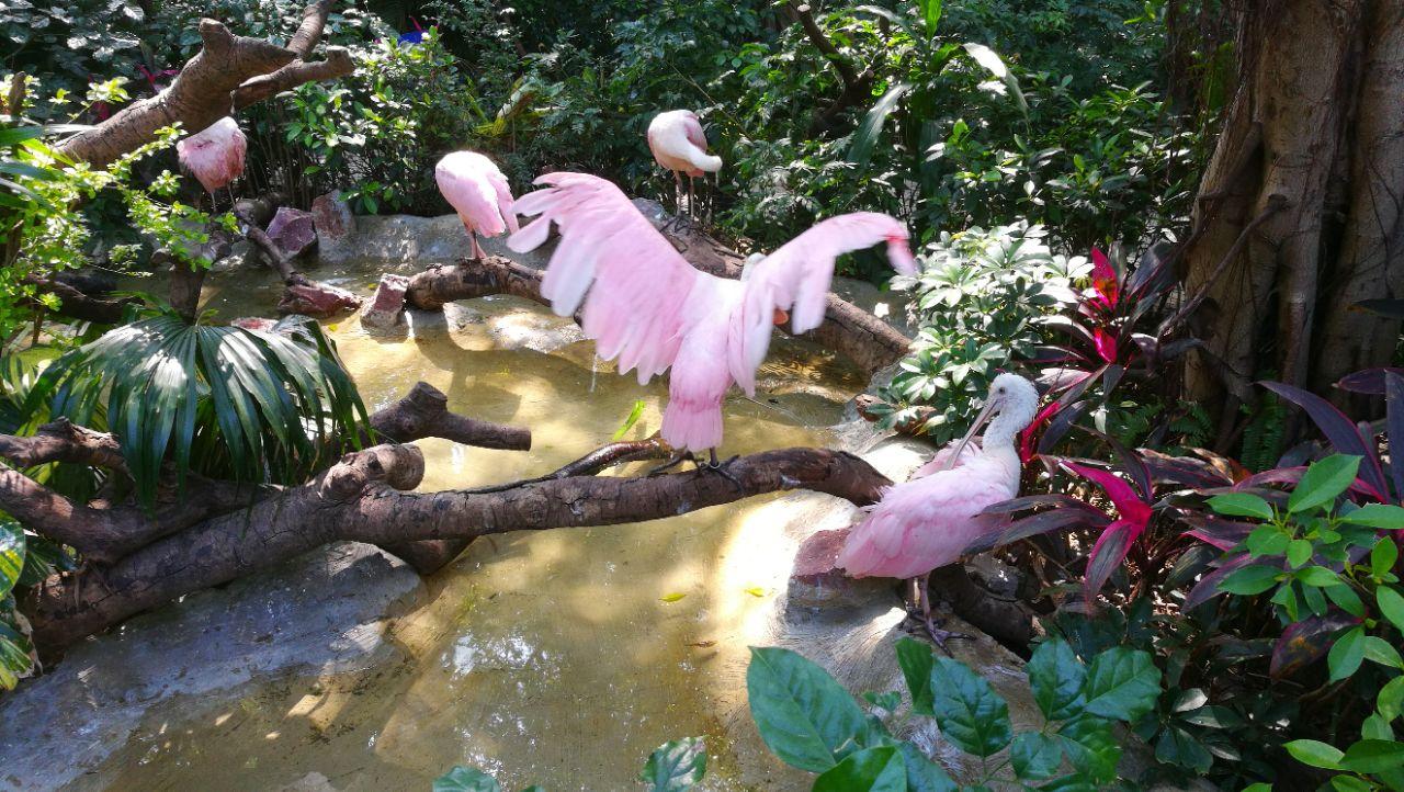 广州长隆飞鸟乐园亲子成人儿童电子门票