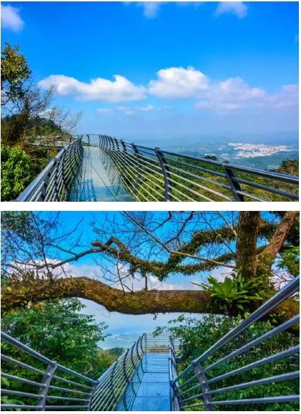 树梢栈道位于百花岭海拔900多米处,全长520米,如同飞龙在天盘旋于热带